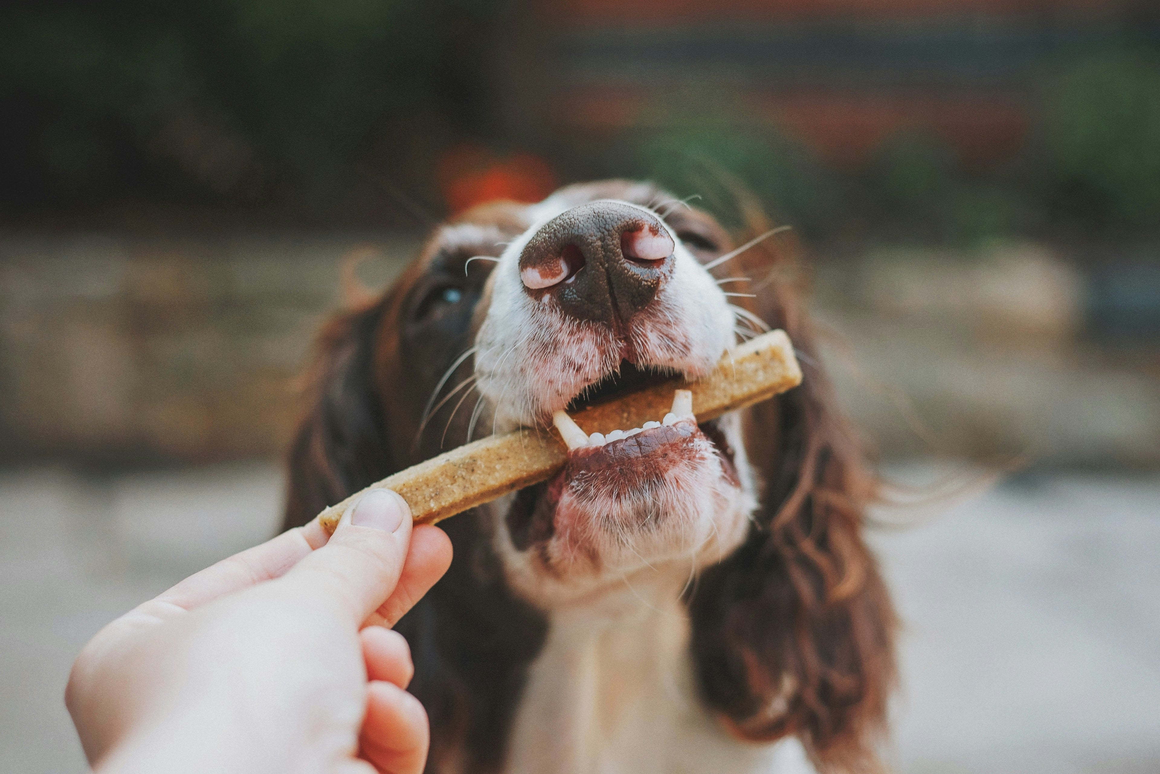Playtime Essentials